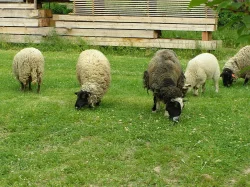 Stádo ovcí