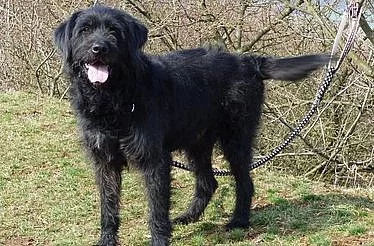 Miky – kříženec středního knírače a lousiánského leopardího