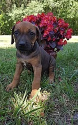 Rhodesian Ridgeback Puppies