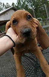 RedBone Coonhound štěňata