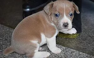 Štěňata Rat Terrier