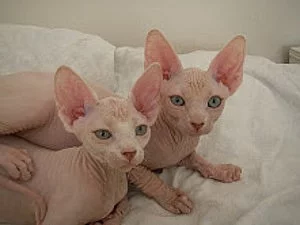 Spyxns Kitten Na prodej