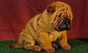 Miniaturní štěňata Shar Pei