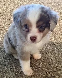 Miniature Australian Shepherd Puppies