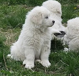Maremma Sheepdog Štěňátka