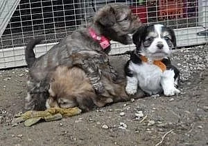 Lhasa Apso štěňata na prodej