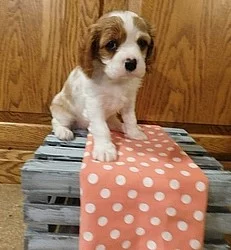 King Charles Spaniel Štěňata na prodej