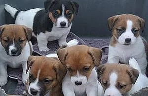 Jack Russell teriér Štěňata na prodej