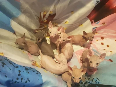Čistě plemene dobře vypadající koťata Sphynx