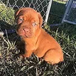 Dogue de Bordeaux Štěňátka na prodej