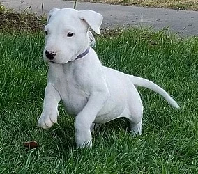 Dogo Argentino Štěňata na prodej