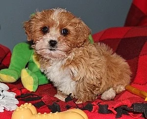 Cavapoo štěňata na prodej
