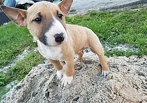 Bull Terrier Štěňátka na prodej