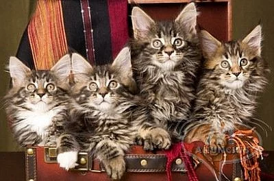 Dvě krásné Maine Coon koťata 2 měsíce staré