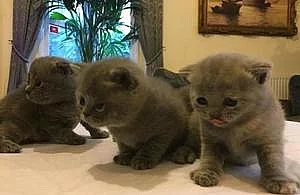 Dfsvsr Scottish fold Koťata s exelentním rodokmenem dsfs