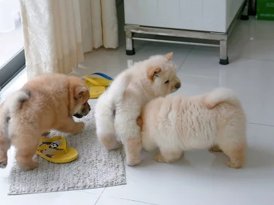 Chow Chow štěňata na prodej