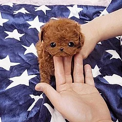 Roztomilý Mini Puppies