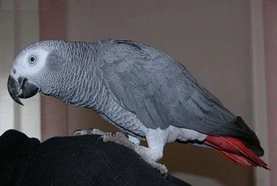 Prodám:Žako Kongo, ručně krmené mláďe,5.měsíců