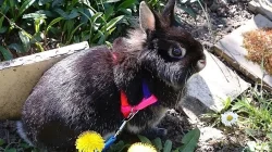 nabízím zakrslého králíka