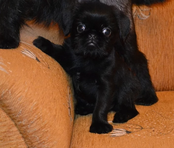 Belgický grifonek s PP