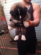 Prodám Shiba inu štěňata s PP