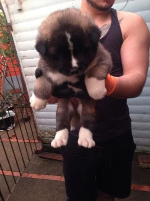 Prodám Shiba inu štěňata s PP
