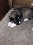 Prodám Shiba inu štěňata s PP