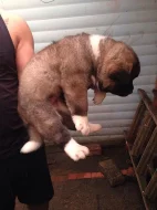Prodám Shiba inu štěňata s PP