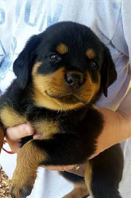 Rottweiler štěňata jsou nyní připraveni jít