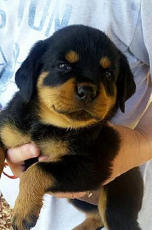 Rottweiler štěňata jsou nyní připraveni jít