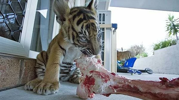 Muž a žena Tiger dobře vypadající a aktivní připraveni jít