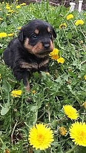Rottweiler štěňata jsou nyní připraveni jít