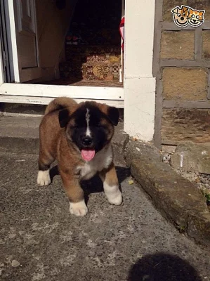 Akita Puppy