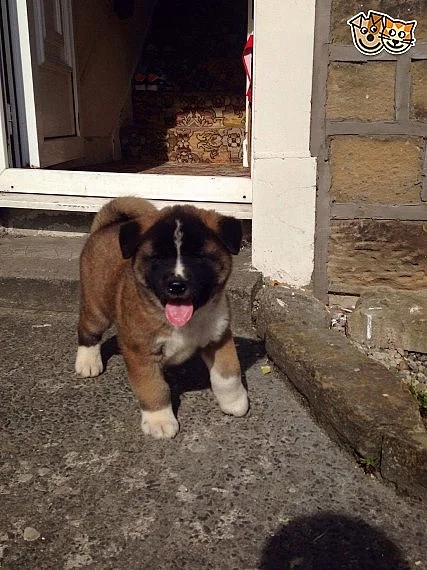 Akita Puppy