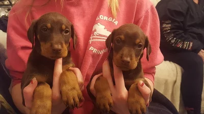 Choclate Doberman Puppies