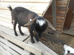 Holandské zakrslé kozičky