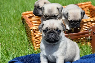 Pug Puppies