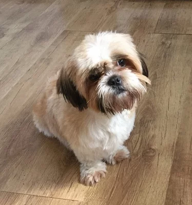 Shih Tzu Puppies