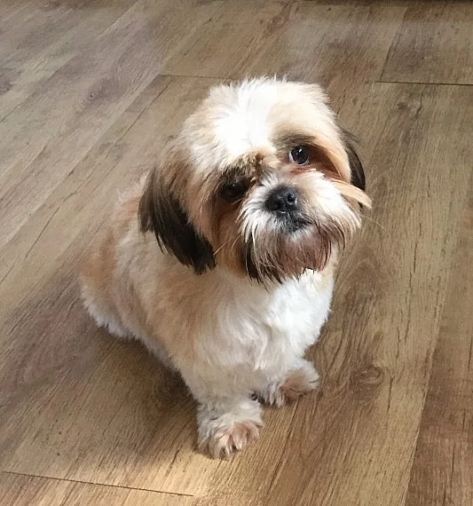 Shih Tzu Puppies
