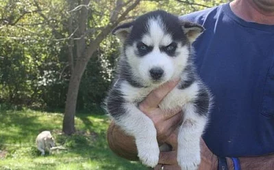 Sibiřské husky štěňata muži a ženy