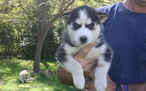 Sibiřské husky štěňata muži a ženy