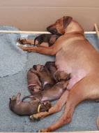 Rhodéský Ridgeback štěňata s pp