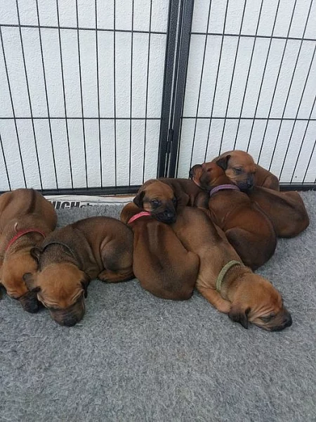 Rhodéský Ridgeback štěňata s pp