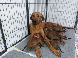 Rhodéský Ridgeback štěňata s pp