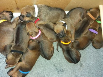 Rhodéský Ridgeback štěňata s pp