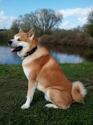 Krytí Akita Inu