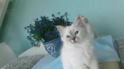 Birma