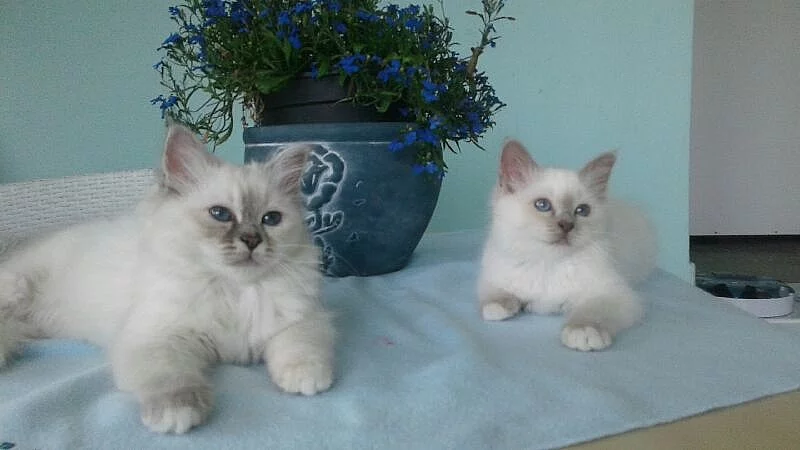 Birma
