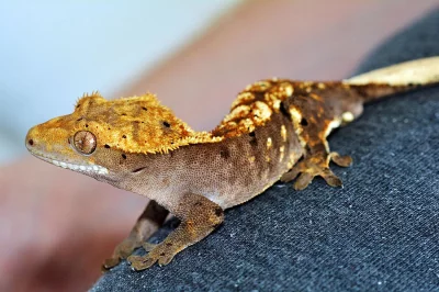 Pagekon řasnatý- Rhacodactylus ciliatus