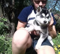 Sibiřské husky štěňata muži a ženy